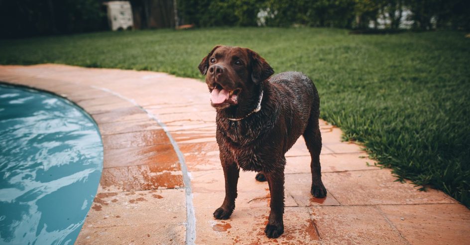 Dog standing on a curved pool deck beside the water, for Baton Rouge homeowners